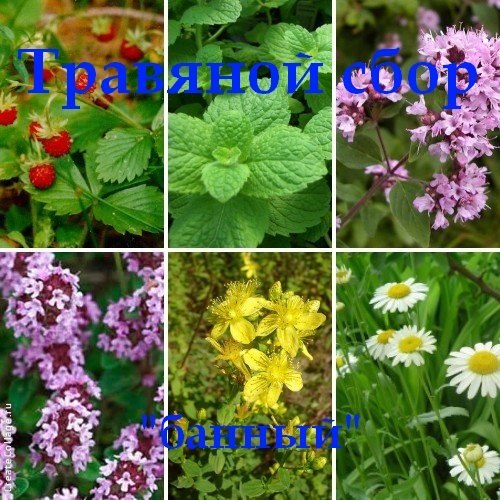 Травяной сбор "Банный", 100 гр